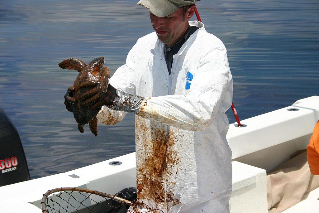 Turtles Affected by Deepwater Horizon