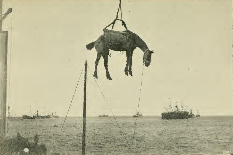 Horse Being Unloaded During Boer War