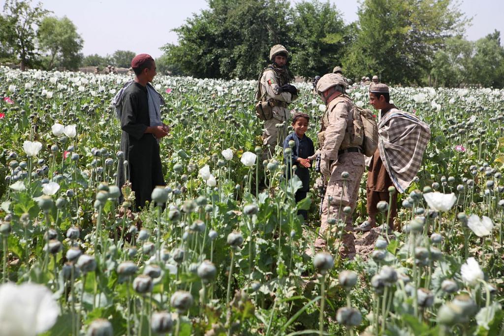 Opium Poppies in Helmand Province Afghanistan