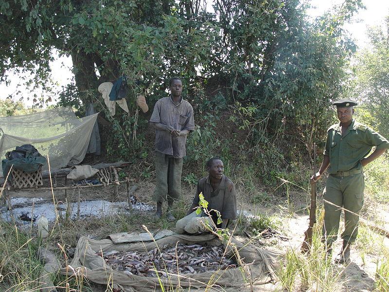Park Police Apprehend Poachers in Luangwa, Zambia
