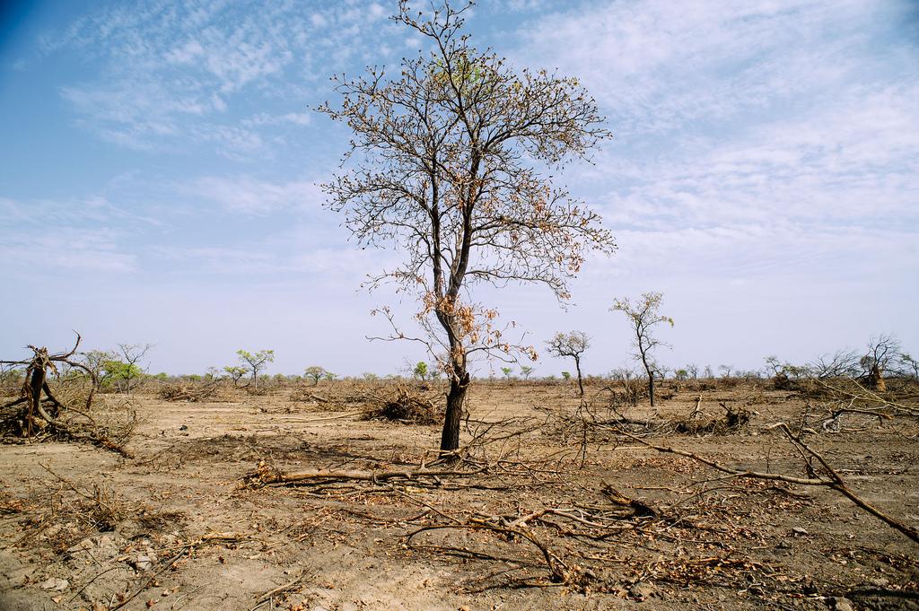 Deforestation in Burkina Faso