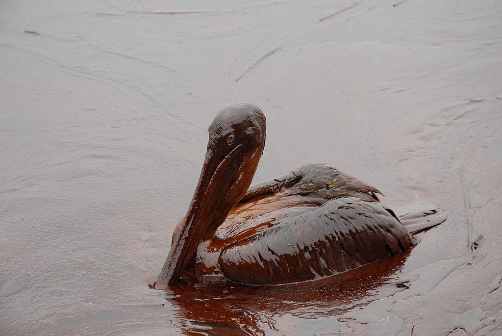 Oil Coated Pelicans Following Deepwater Horizon